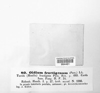 Monilinia fructigena image